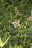 Goat's Rue, Tephrosia virginiana