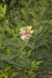 Goat's Rue, Tephrosia virginiana