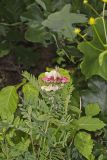 Goat's Rue, Tephrosia virginiana