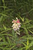 Goat's Rue, Tephrosia virginiana