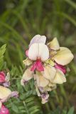 Goat's Rue, Tephrosia virginiana