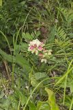 Goat's Rue, Tephrosia virginiana