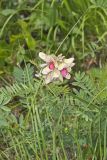 Goat's Rue, Tephrosia virginiana
