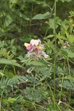 Goat's Rue, Tephrosia virginiana