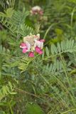 Goat's Rue, Tephrosia virginiana