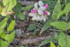 Goat's Rue, Tephrosia virginiana