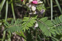 Goat's Rue, Tephrosia virginiana