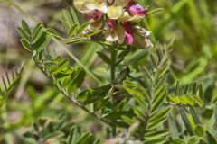 Goat's Rue, Tephrosia virginiana