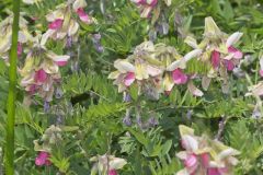 Goat's Rue, Tephrosia virginiana