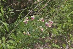 Goat's Rue, Tephrosia virginiana