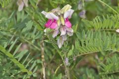 Goat's Rue, Tephrosia virginiana