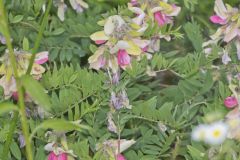 Goat's Rue, Tephrosia virginiana