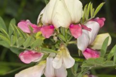 Goat's Rue, Tephrosia virginiana