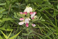 Goat's Rue, Tephrosia virginiana