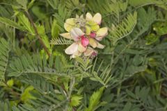 Goat's Rue, Tephrosia virginiana
