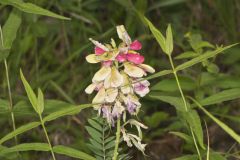 Goat's Rue, Tephrosia virginiana