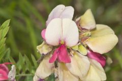 Goat's Rue, Tephrosia virginiana