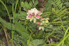 Goat's Rue, Tephrosia virginiana