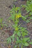 Golden Alexander, Zizia aurea