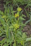 Golden Alexander, Zizia aurea