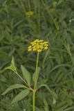 Golden Alexander, Zizia aurea