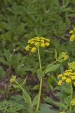 Golden Alexander, Zizia aurea