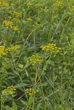 Golden Alexander, Zizia aurea