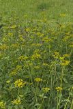 Golden Alexander, Zizia aurea