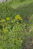 Golden Alexander, Zizia aurea