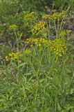 Golden Alexander, Zizia aurea