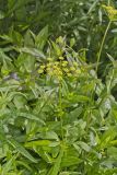 Golden Alexander, Zizia aurea