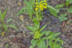 Golden Alexander, Zizia aurea