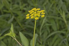 Golden Alexander, Zizia aurea