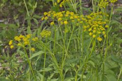 Golden Alexander, Zizia aurea