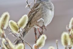 Golden-crowned Sparrow