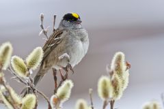 Golden-crowned Sparrow, Zonotrichia atricapilla