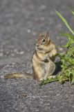 Golden-mantled Ground Squirrel, Callospermophilus lateralis