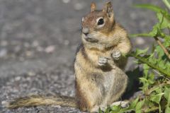 Golden-mantled Ground Squirrel, Callospermophilus lateralis