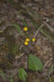 Golden ragwort, Packera aurea