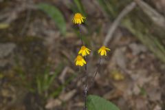 Golden Ragwort