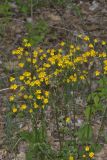 Golden ragwort, Packera aurea