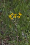 Golden ragwort, Packera aurea