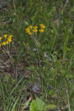 Golden ragwort, Packera aurea