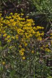 Golden ragwort, Packera aurea