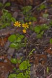 Golden ragwort, Packera aurea