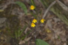 Golden Ragwort, Packera aurea