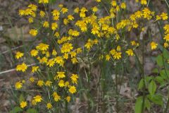 Golden Ragwort, Packera aurea