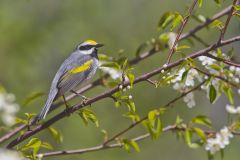 Golden-winged Warbler, Vermivora chrysoptera