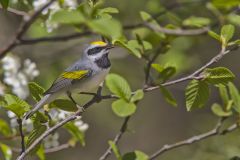 Golden-winged Warbler, Vermivora chrysoptera