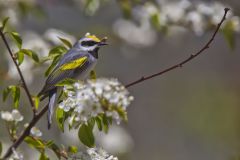 Golden-winged Warbler, Vermivora chrysoptera